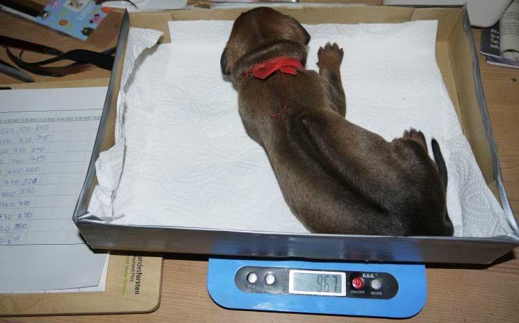 Die Welpen von Rhodesian Ridgeback Hündin Da Nele in der zweiten Lebenswoche