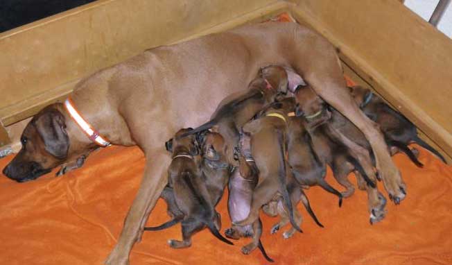 Die Welpen von Rhodesian Ridgeback Hündin Da Nele in der dritten Lebenswoche