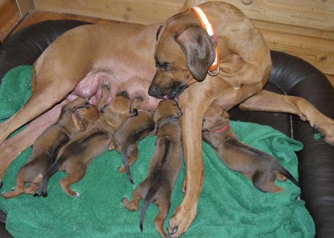 Die Welpen von Rhodesian Ridgeback Hündin Da Nele in der dritten Lebenswoche