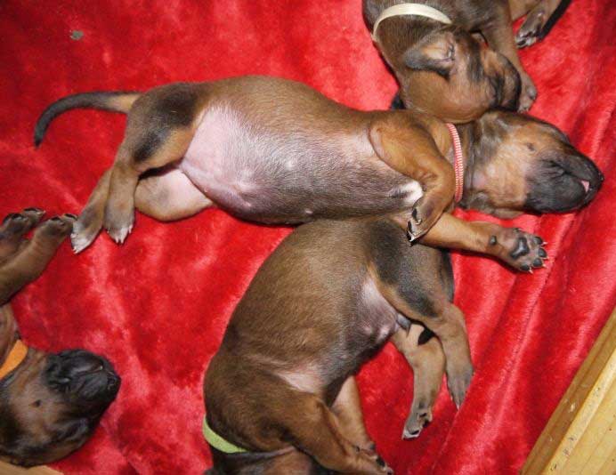 Die Welpen von Rhodesian Ridgeback Hündin Da Nele in der dritten Lebenswoche