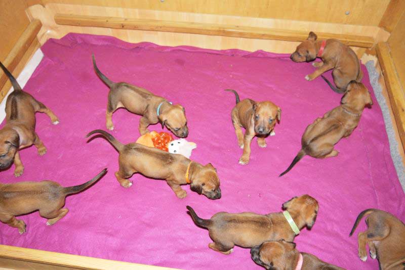 Die Welpen von Rhodesian Ridgeback Hündin Da Nele in der vierten Lebenswoche