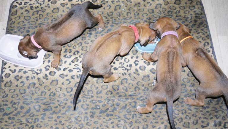 Die Welpen von Rhodesian Ridgeback Hündin Da Nele in der vierten Lebenswoche