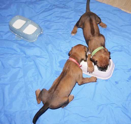 Die Welpen von Rhodesian Ridgeback Hündin Da Nele in der vierten Lebenswoche