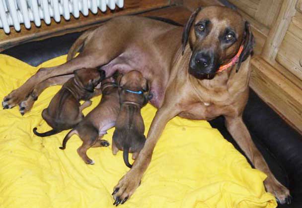 Die Welpen von Rhodesian Ridgeback Hündin Da Nele in der vierten Lebenswoche