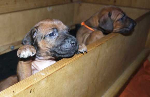 Die Welpen von Rhodesian Ridgeback Hündin Da Nele in der fünften Lebenswoche