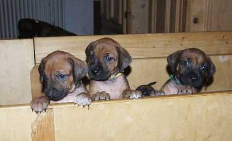 Die Welpen von Rhodesian Ridgeback Hündin Da Nele in der fünften Lebenswoche