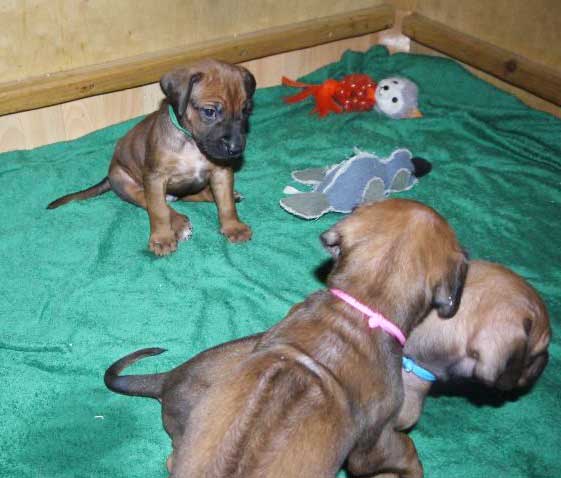 Die Welpen von Rhodesian Ridgeback Hündin Da Nele in der fünften Lebenswoche