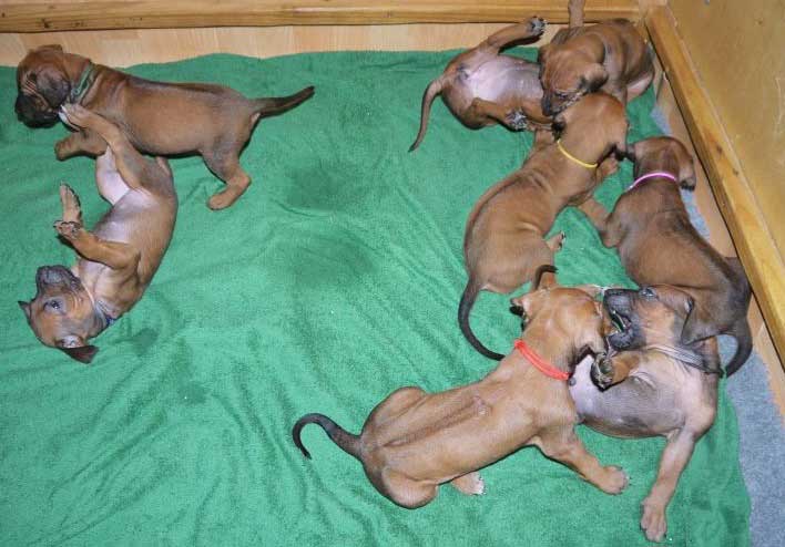 Die Welpen von Rhodesian Ridgeback Hündin Da Nele in der fünften Lebenswoche