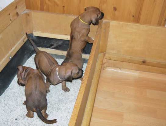 Die Welpen von Rhodesian Ridgeback Hündin Da Nele in der fünften Lebenswoche