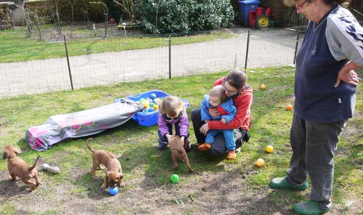 Die Welpen von Rhodesian Ridgeback Hündin Da Nele in der sechsten Lebenswoche