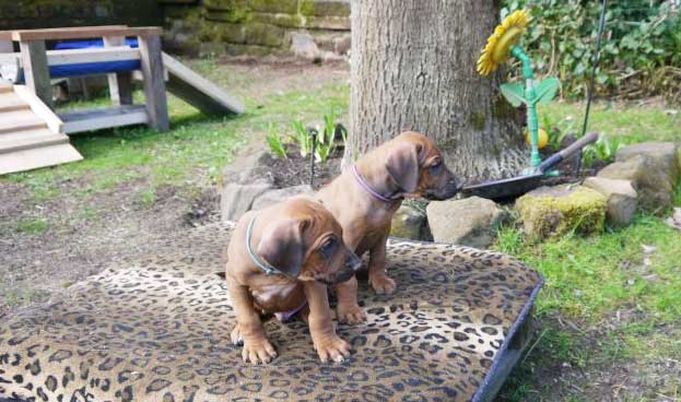 Die Welpen von Rhodesian Ridgeback Hündin Da Nele in der sechsten Lebenswoche