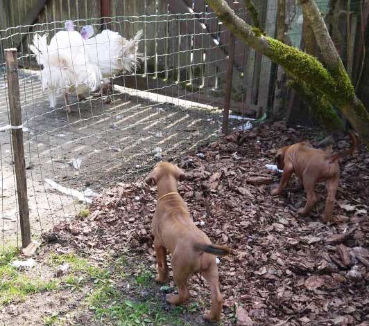 Die Welpen von Rhodesian Ridgeback Hündin Da Nele in der sechsten Lebenswoche