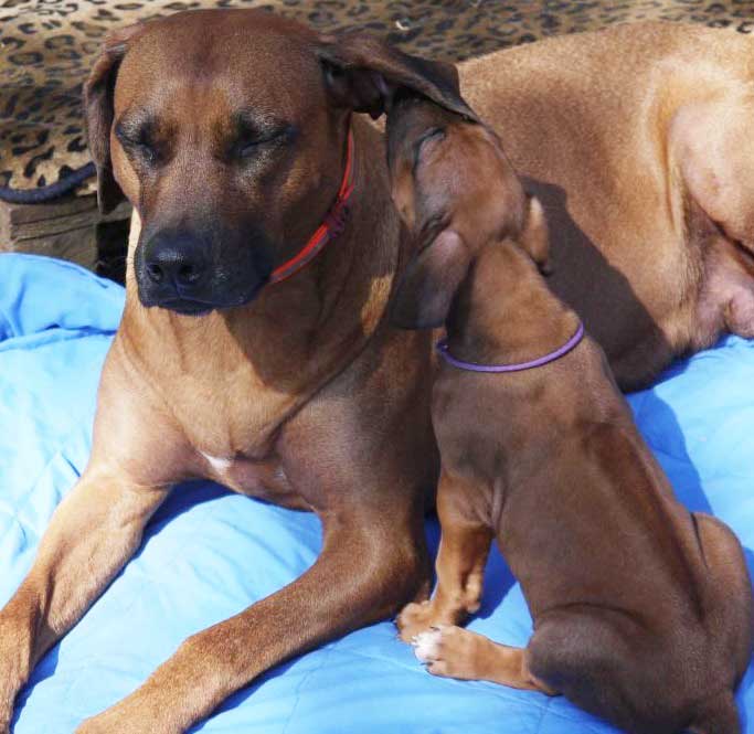 Die Welpen von Rhodesian Ridgeback Hündin Da Nele in der sechsten Lebenswoche
