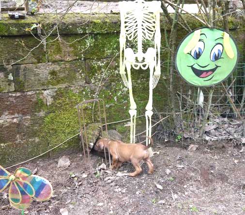 Die Welpen von Rhodesian Ridgeback Hündin Da Nele in der sechsten Lebenswoche