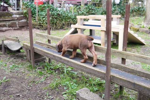Die Welpen von Rhodesian Ridgeback Hündin Da Nele in der sechsten Lebenswoche