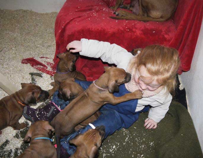 Die Welpen von Rhodesian Ridgeback Hündin Da Nele in der sechsten Lebenswoche