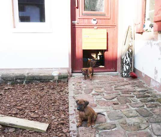 Die Welpen von Rhodesian Ridgeback Hündin Da Nele in der sechsten Lebenswoche