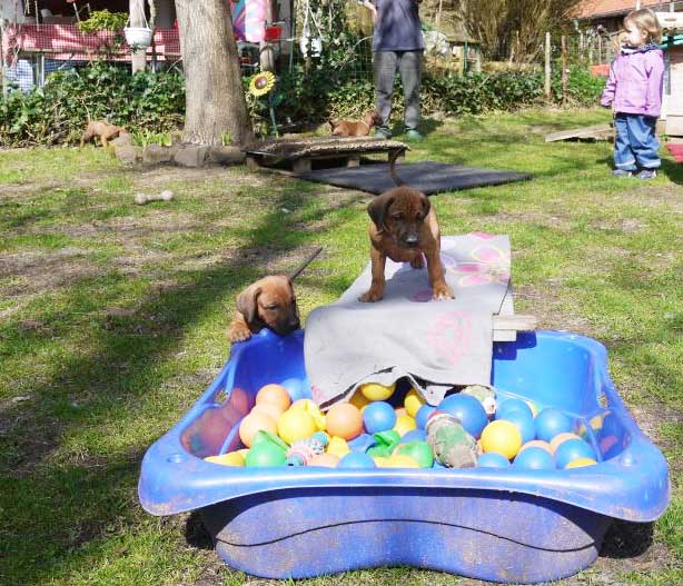 Die Welpen von Rhodesian Ridgeback Hündin Da Nele in der sechsten Lebenswoche