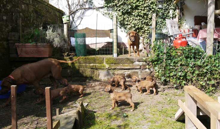 Die Welpen von Rhodesian Ridgeback Hündin Da Nele in der sechsten Lebenswoche