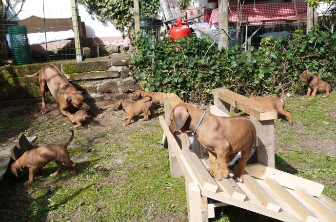 Die Welpen von Rhodesian Ridgeback Hündin Da Nele in der sechsten Lebenswoche