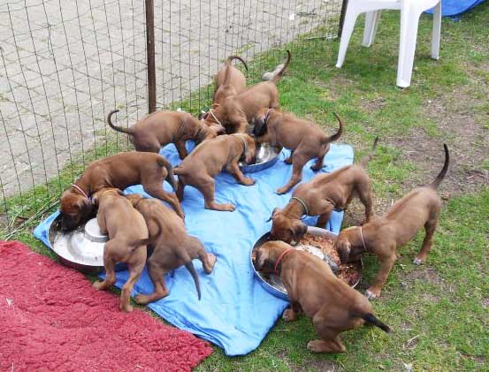 Die Welpen von Rhodesian Ridgeback Hündin Da Nele in der siebten Lebenswoche