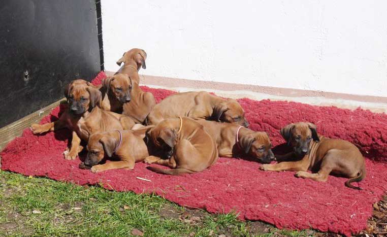 Die Welpen von Rhodesian Ridgeback Hündin Da Nele in der siebten Lebenswoche