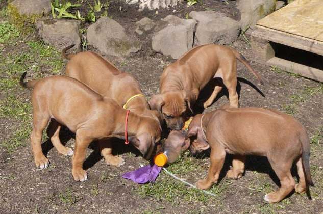 Die Welpen von Rhodesian Ridgeback Hündin Da Nele in der siebten Lebenswoche