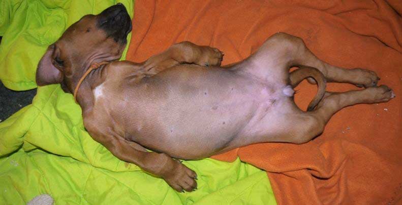 Die Welpen von Rhodesian Ridgeback Hündin Da Nele in der achten Lebenswoche
