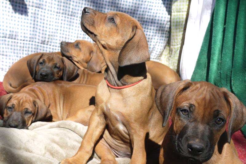 Die Welpen von Rhodesian Ridgeback Hündin Da Nele in der achten Lebenswoche