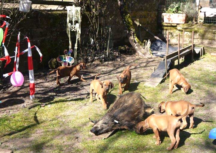 Die Welpen von Rhodesian Ridgeback Hündin Da Nele in der neunten Lebenswoche