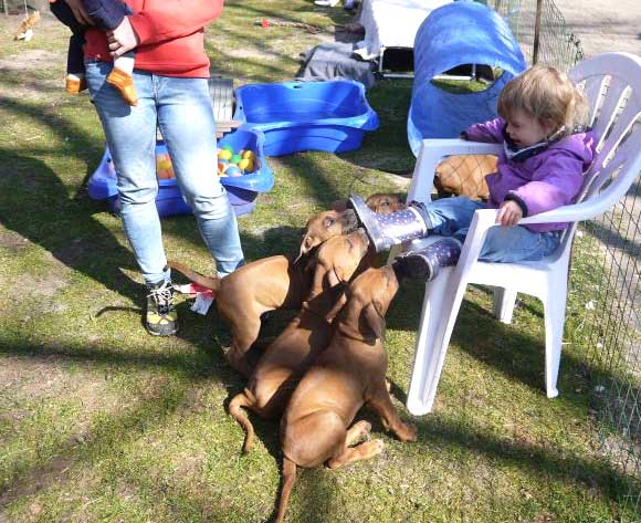 Die Welpen von Rhodesian Ridgeback Hündin Da Nele in der neunten Lebenswoche