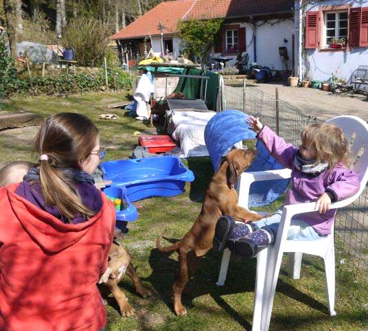Die Welpen von Rhodesian Ridgeback Hündin Da Nele in der neunten Lebenswoche