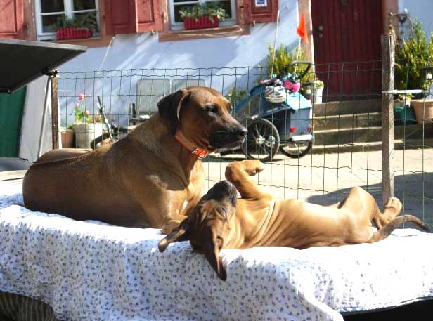 Die Welpen von Rhodesian Ridgeback Hündin Da Nele in der neunten Lebenswoche
