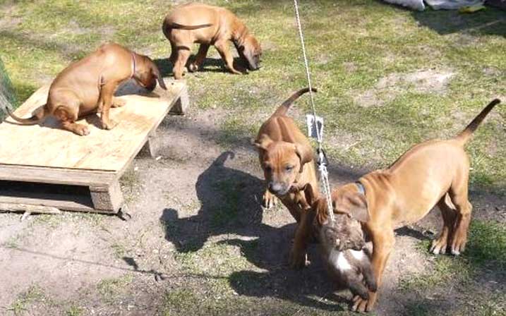Die Welpen von Rhodesian Ridgeback Hündin Da Nele in der neunten Lebenswoche