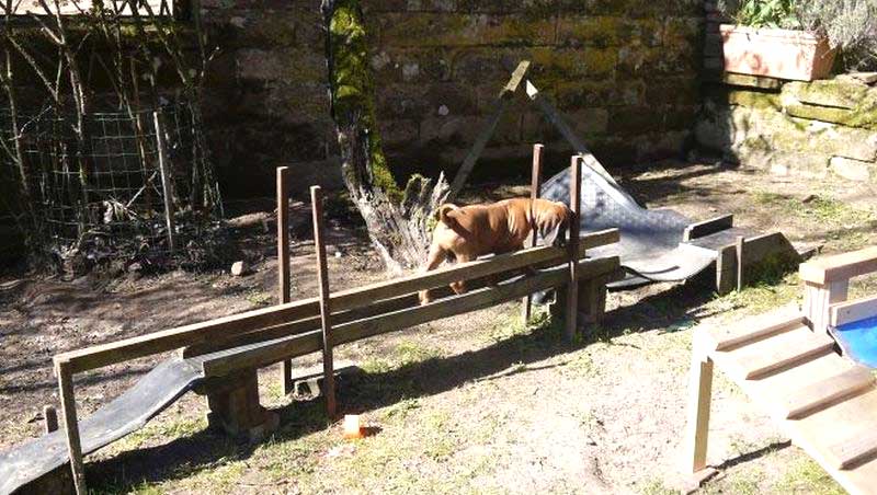 Die Welpen von Rhodesian Ridgeback Hündin Da Nele in der neunten Lebenswoche