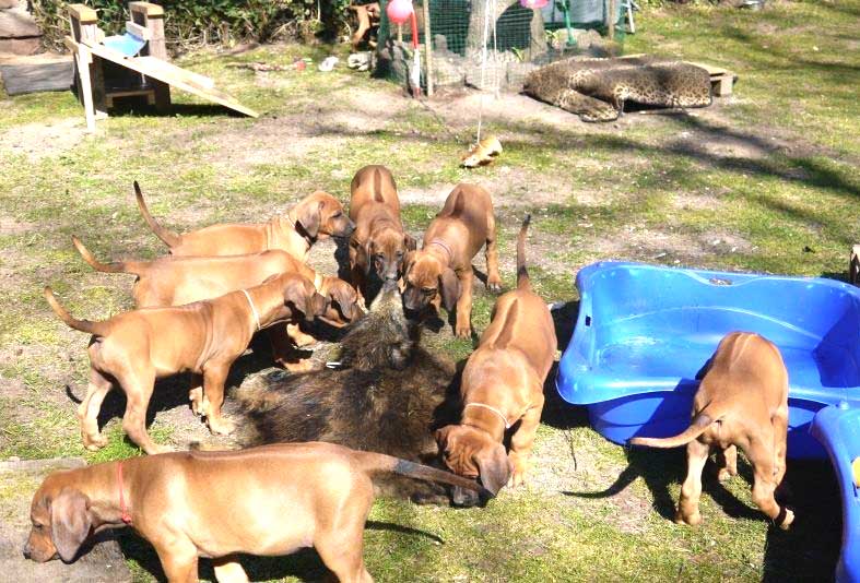 Die Welpen von Rhodesian Ridgeback Hündin Da Nele in der neunten Lebenswoche