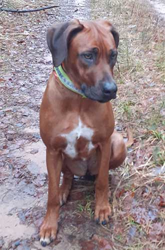 Rhodesian Ridgeback Hündin Honey von der Stüdenbach