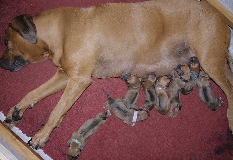 Die Welpen von Rhodesian Ridgeback Hündin Da Nele in der ersten Lebenswoche
