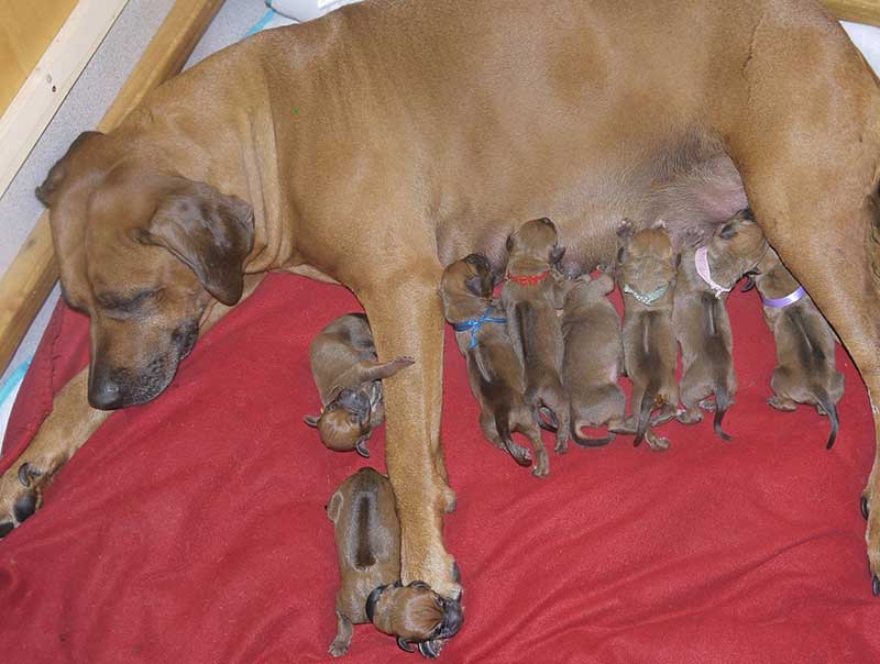 Die Welpen von Rhodesian Ridgeback Hündin Da Nele in der ersten Lebenswoche