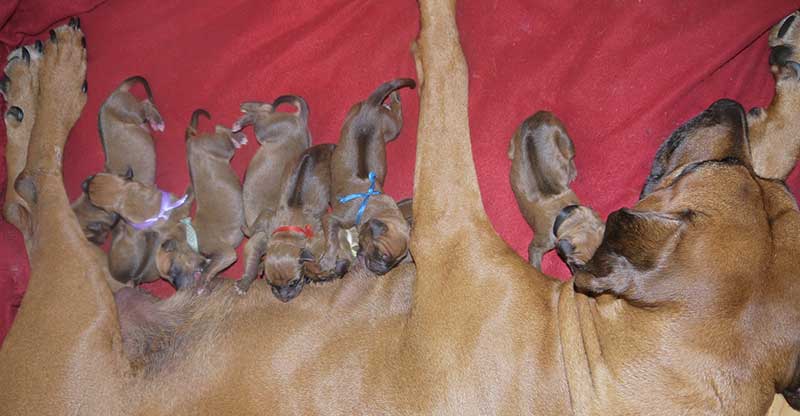 Die Welpen von Rhodesian Ridgeback Hündin Da Nele in der ersten Lebenswoche