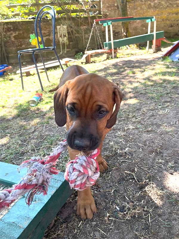 Die Welpen von Rhodesian Ridgeback Hündin Da Nele in der zehnten Lebenswoche