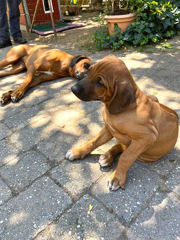 Die Welpen von Rhodesian Ridgeback Hündin Da Nele in der zehnten Lebenswoche