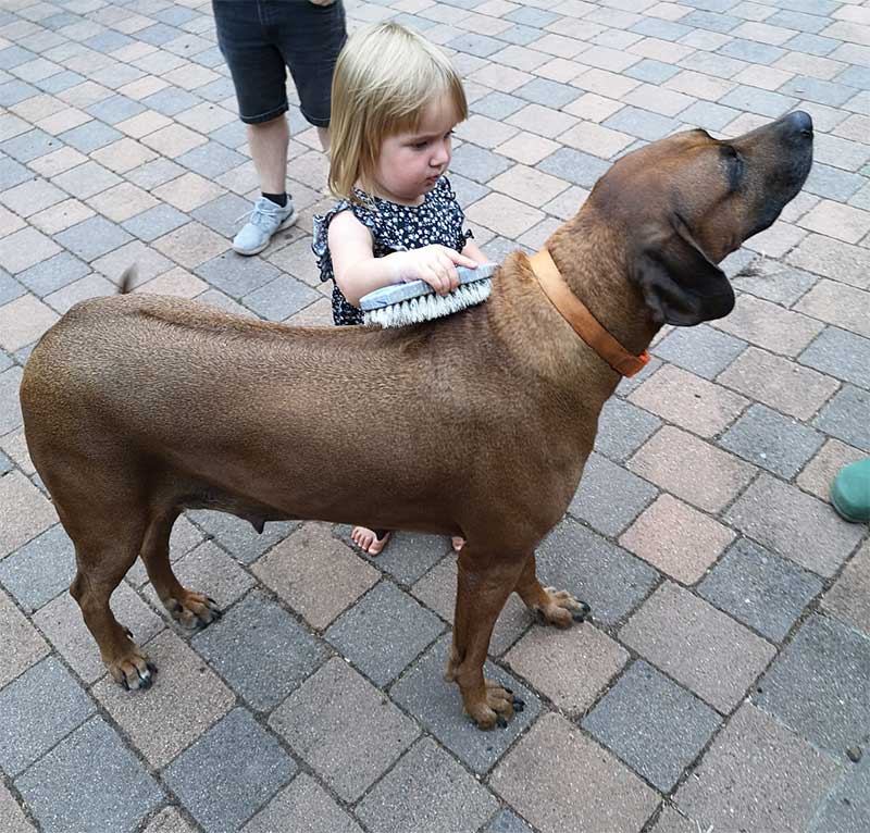 Die Welpen von Rhodesian Ridgeback Hündin Da Nele in der zehnten Lebenswoche