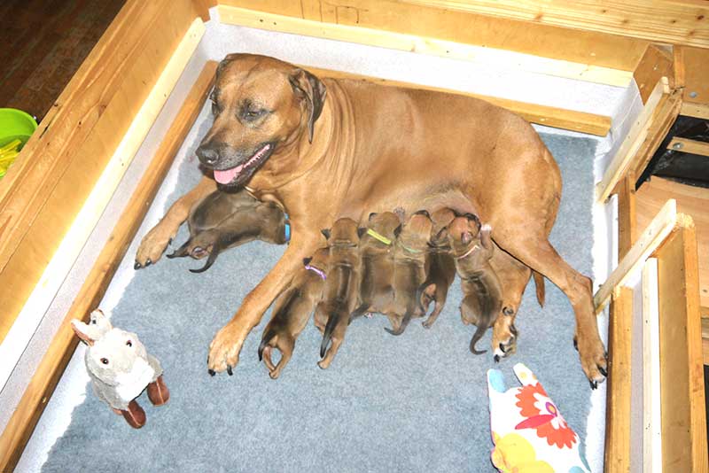 Die Welpen von Rhodesian Ridgeback Hündin Da Nele in der zweiten Lebenswoche