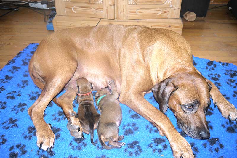 Die Welpen von Rhodesian Ridgeback Hündin Da Nele in der zweiten Lebenswoche