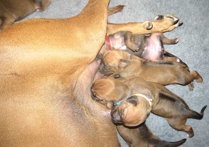 Die Welpen von Rhodesian Ridgeback Hündin Da Nele in der zweiten Lebenswoche
