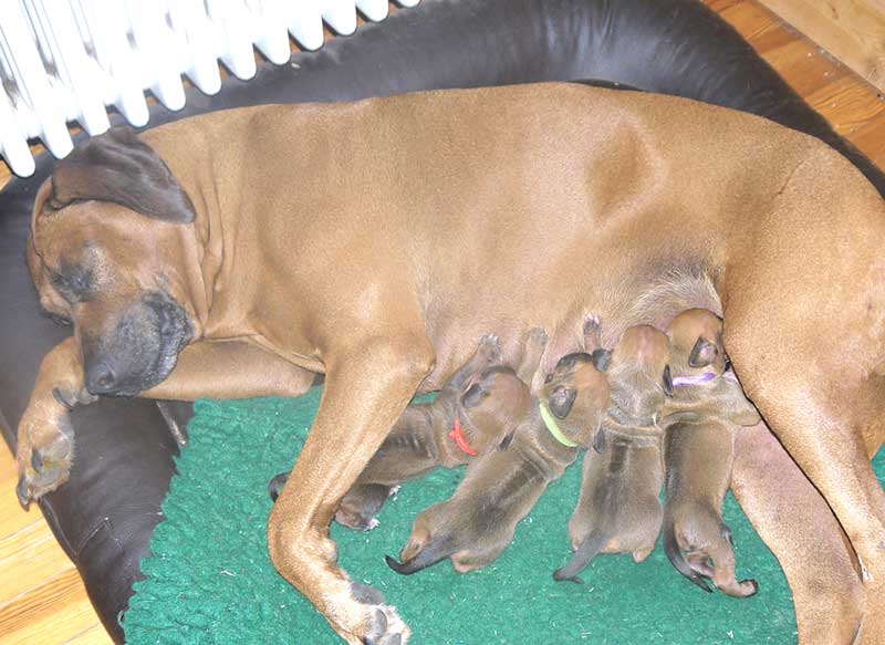 Die Welpen von Rhodesian Ridgeback Hündin Da Nele in der zweiten Lebenswoche