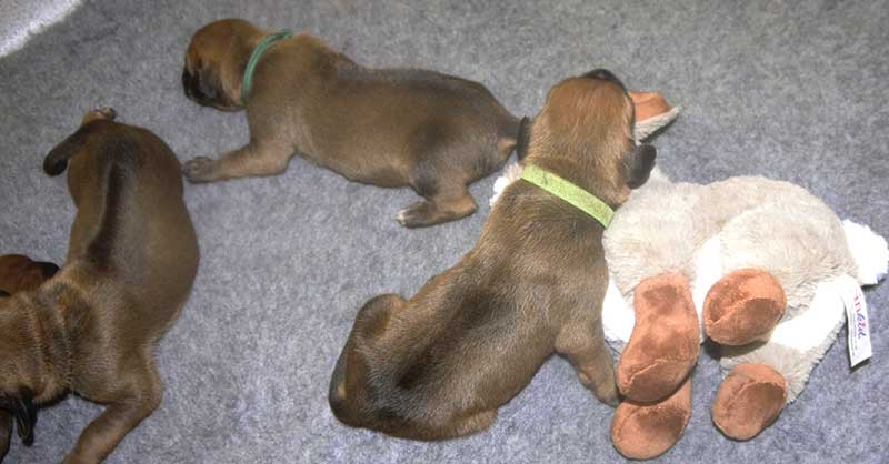 Die Welpen von Rhodesian Ridgeback Hündin Da Nele in der zweiten Lebenswoche