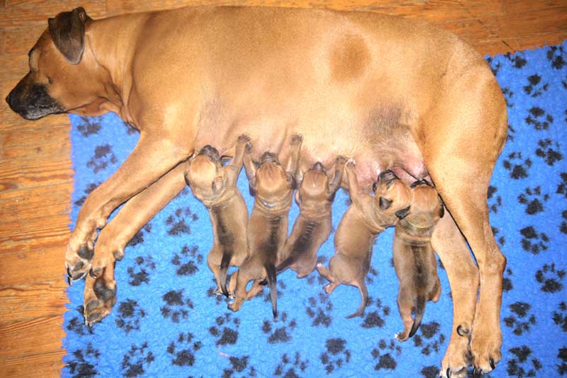 Die Welpen von Rhodesian Ridgeback Hündin Da Nele in der zweiten Lebenswoche