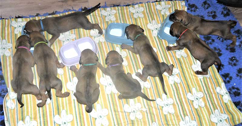 Die Welpen von Rhodesian Ridgeback Hündin Da Nele in der dritten Lebenswoche